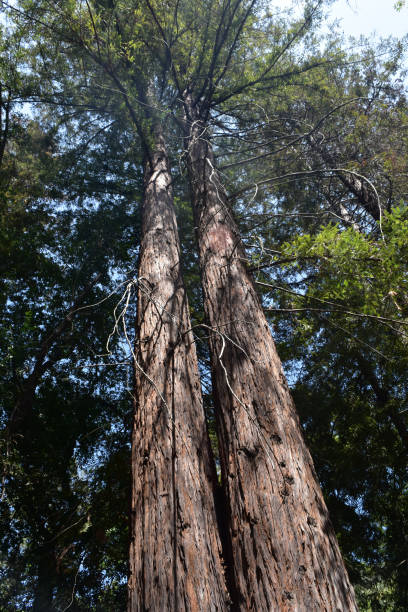 istock Towering Tall Redwood Trees in California 1144369934