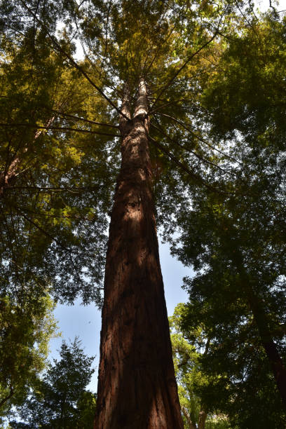 istock Towering Tall Redwood Trees in California 1144369976