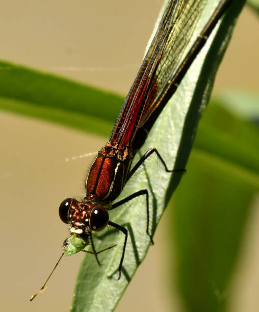 istock Rubyspot Damselfly Eating Prey 1144370808