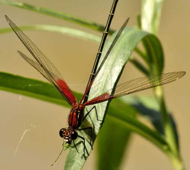 istock Rubyspot Damselfly Eating Prey 1144370811