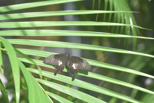 Open wings on a pretty black swallowtail butterfly.