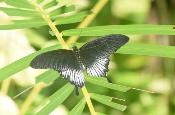 Fully extended wings on a black swallowtail butterfly.