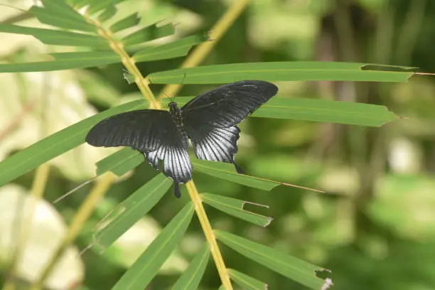Green foliage with a large black swallowtail butterfly.