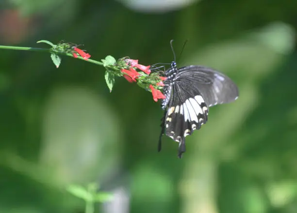 Black and white swallowtail butterfly on tiny red flowers.