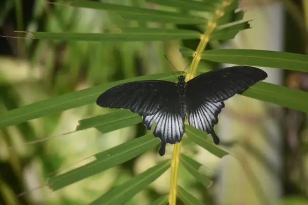 Lush green garden with a pipevine swallowtail butterfly.