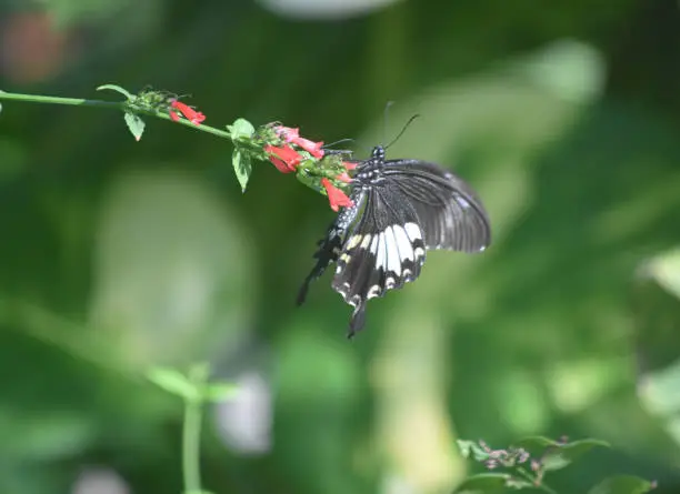 Garden with a black and whtie swallowtail butterfly.