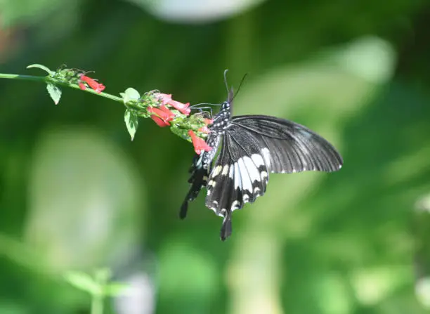 Gardwn with a pipevine swallowtail butterfly.