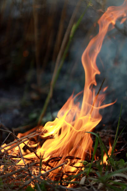 istock Close-up on fire. In the city park burning dry grass 1144372297
