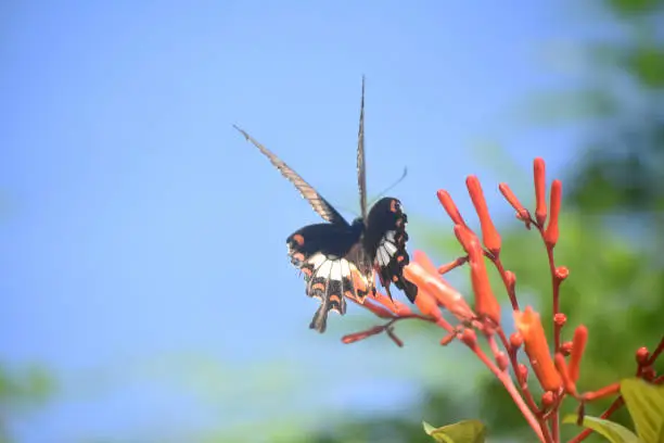 Very pretty swallowtail butterfly landing on top of a flower.