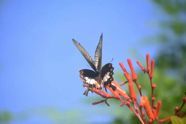 Giant swallotail butterfly flittering around in a garden.