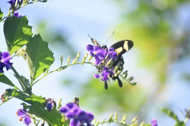 Purple flowers with a yellow and black swallowtail butterfly on them.