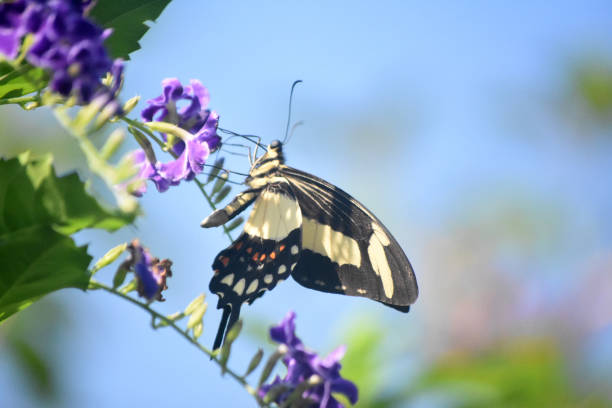 istock Giant Swallowtail Butterfly on a Beautiful Day 1144372440