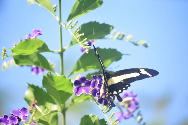 istock Giant Swallowtail Butterfly on a Beautiful Day 1144372451