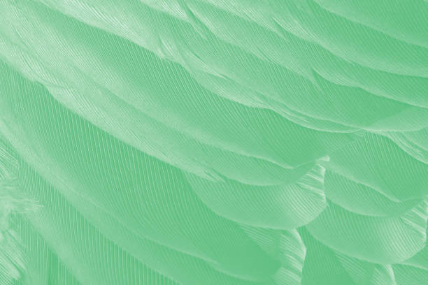 istock Beautiful green colors tone feather texture background 1144372587