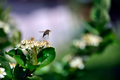 Honey bee working on blueberry flower.
