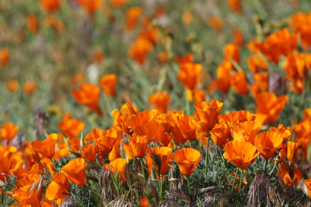 istock California Poppies 1144373879