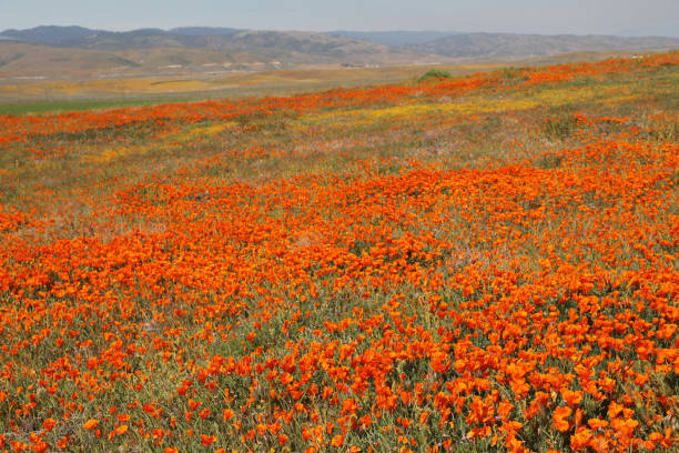 istock California Poppies 1144373949
