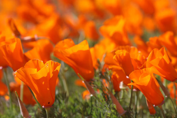 California Poppies in Southern California