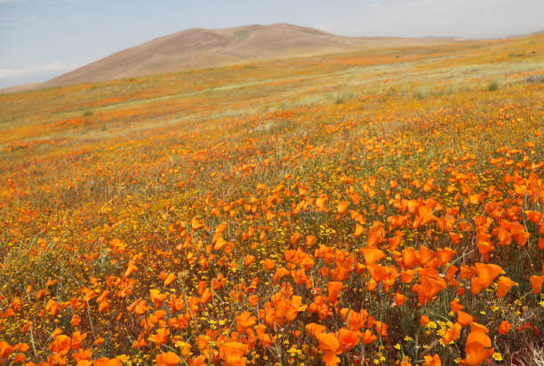 istock California Poppies and Goldfields 1144374598