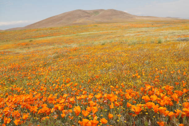 istock California Poppies and Goldfields 1144374618