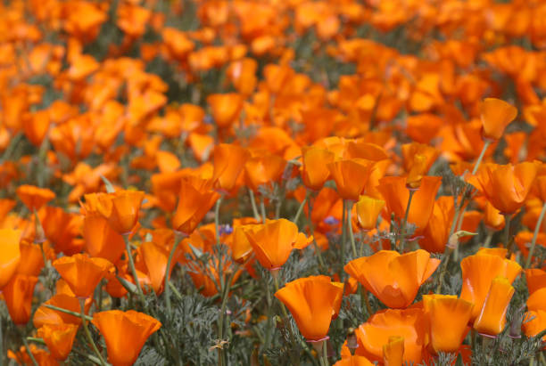 istock California Poppies 1144375170