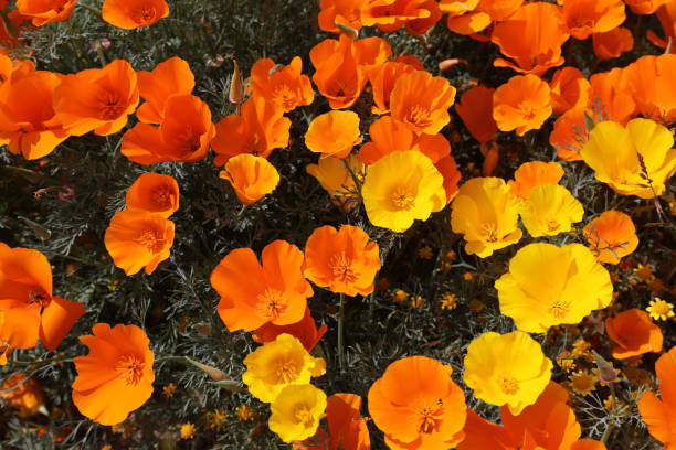 istock California Poppies 1144375176