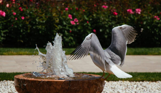 istock Single seagull in the park 1144375276
