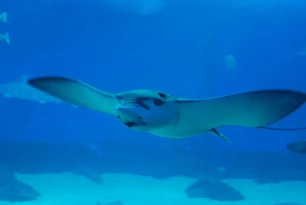 Stingray gliding underwater in the ocean just above the ocean floor.