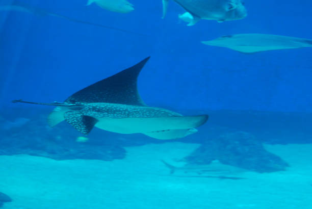 istock Stunning Captures of Stingrays Underwater 1144375367