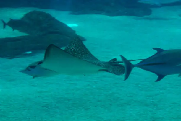 Spotted stingray in the aquatic ocean floor with a sand bottom.