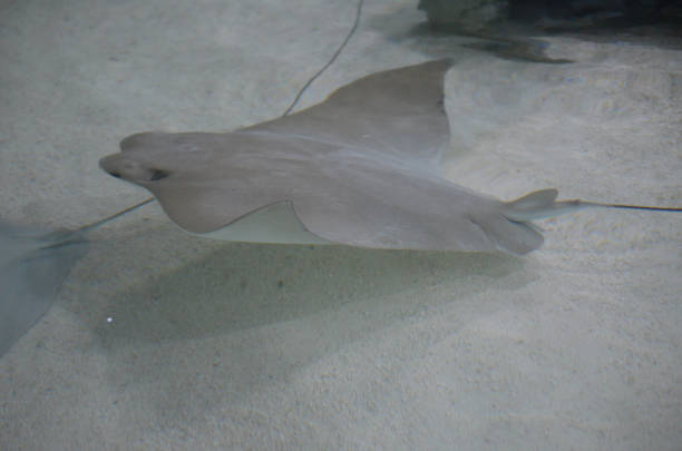 istock Stunning Captures of Stingrays Underwater 1144375617
