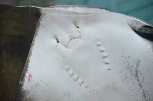 White belly of a stingray pressed up to the glass on tank.