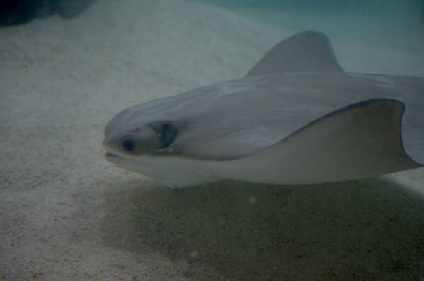 istock Stunning Captures of Stingrays Underwater 1144375730