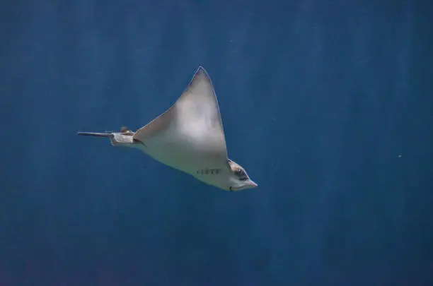 Stingray silently moving along underwater in the deep blue sea.