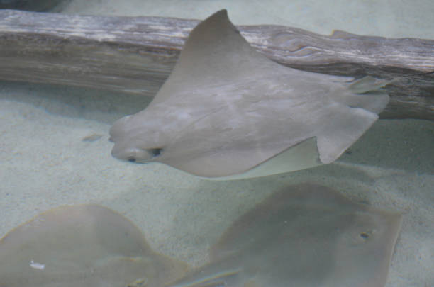 istock Stunning Captures of Stingrays Underwater 1144375780