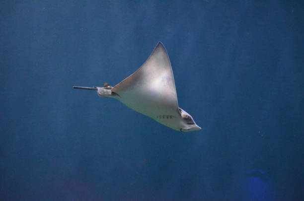 istock Beautiful Swimming Stingray Underwater 1144375813