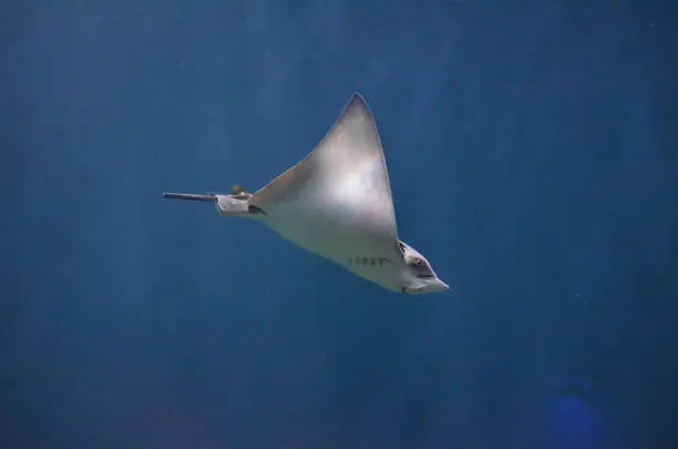 Amazing ray gliding through the water by waving it's pectoral fins.