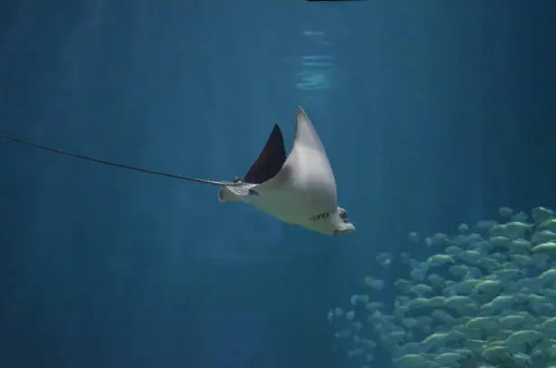 Stingray moving through the water toward a school of fish.