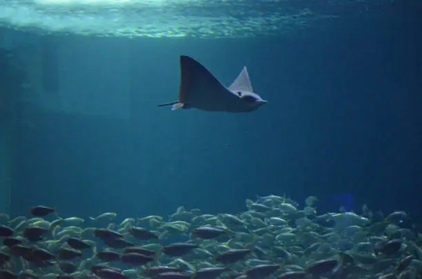 School of fish swimming in the water below a stingray.