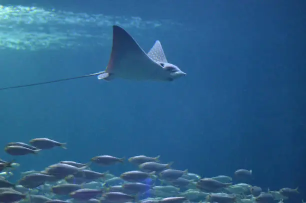 Stingray with a school of fish swimming in opposite directions.