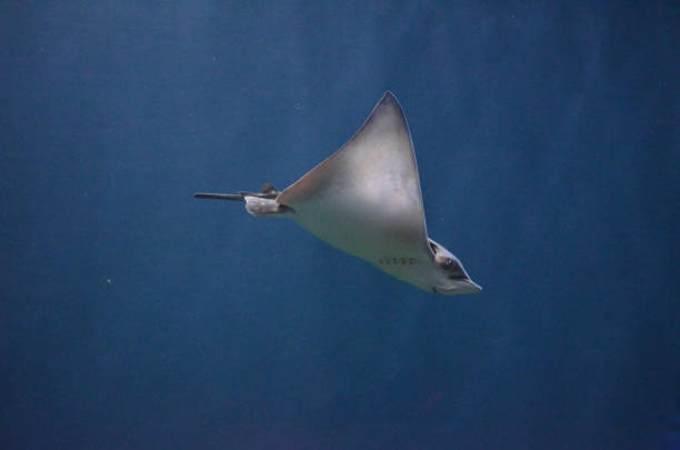 istock Beautiful Swimming Stingray Underwater 1144375880