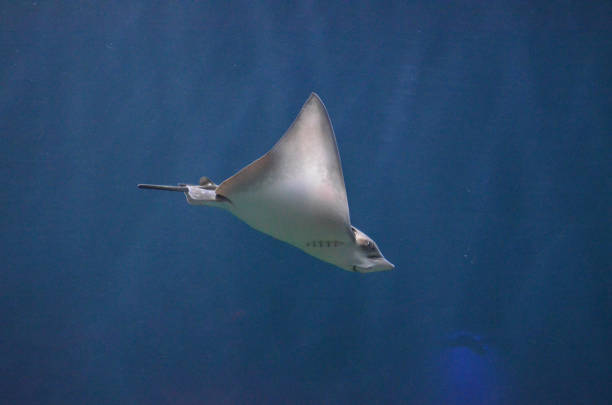 istock Beautiful Swimming Stingray Underwater 1144375906