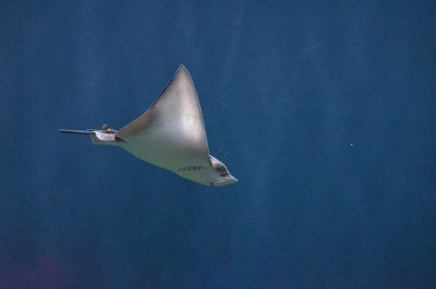 istock Beautiful Swimming Stingray Underwater 1144375909