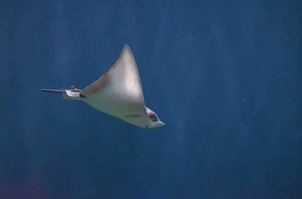 Ray gliding along underwater in the deep blue sea.