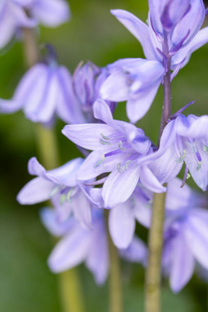istock Pretty Blue Bluebell Flowers 1144376881