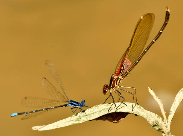 istock Bluet Damselfly with Rubyspot Damselfly 1144376948