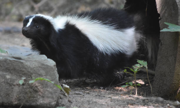 istock Adorable Wild Black and White Skunk 1144377158