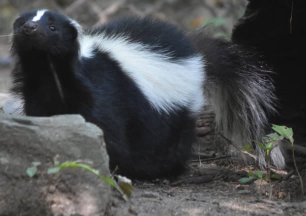 istock Adorable Wild Black and White Skunk 1144377176
