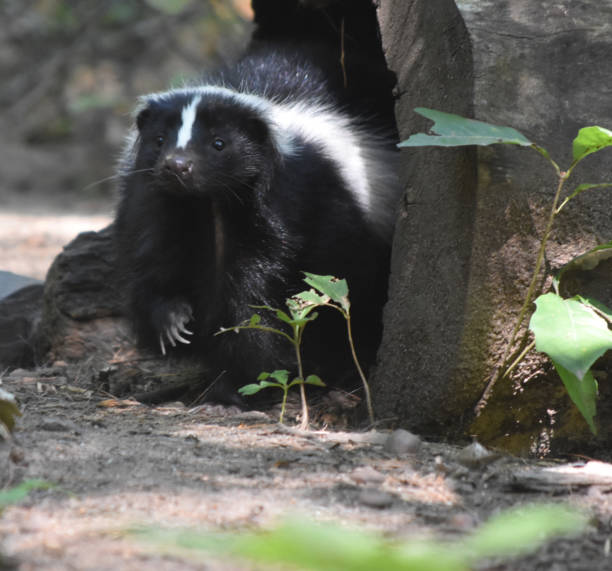 istock Adorable Wild Black and White Skunk 1144377182