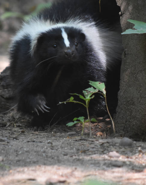 istock Adorable Wild Black and White Skunk 1144377228